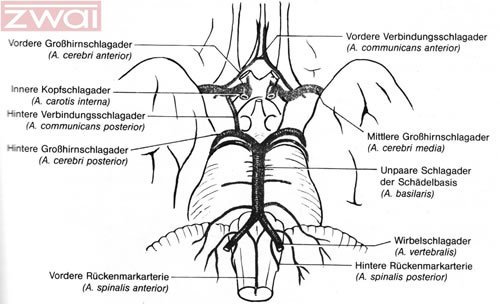 Abb. 2: die arteriellen Blutgef��e des Gehirns im Bereich der Hirnbasis - zum Vergr��ern anklicken
