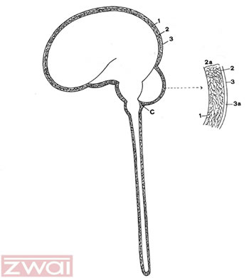 Abb. 4: Hirn- und R�ckenmarksh�ute